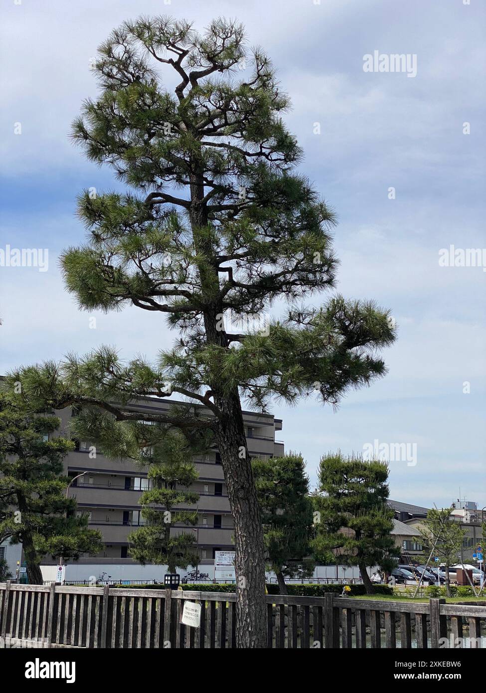Foto einer Pinus thunbergii, einer Schwarzkiefer, einer japanischen Schwarzkiefer oder einer japanischen Kiefer in Motorikyu oder der Burg Moto-Rikyu Nijo in Kyoto, Japan. Stockfoto