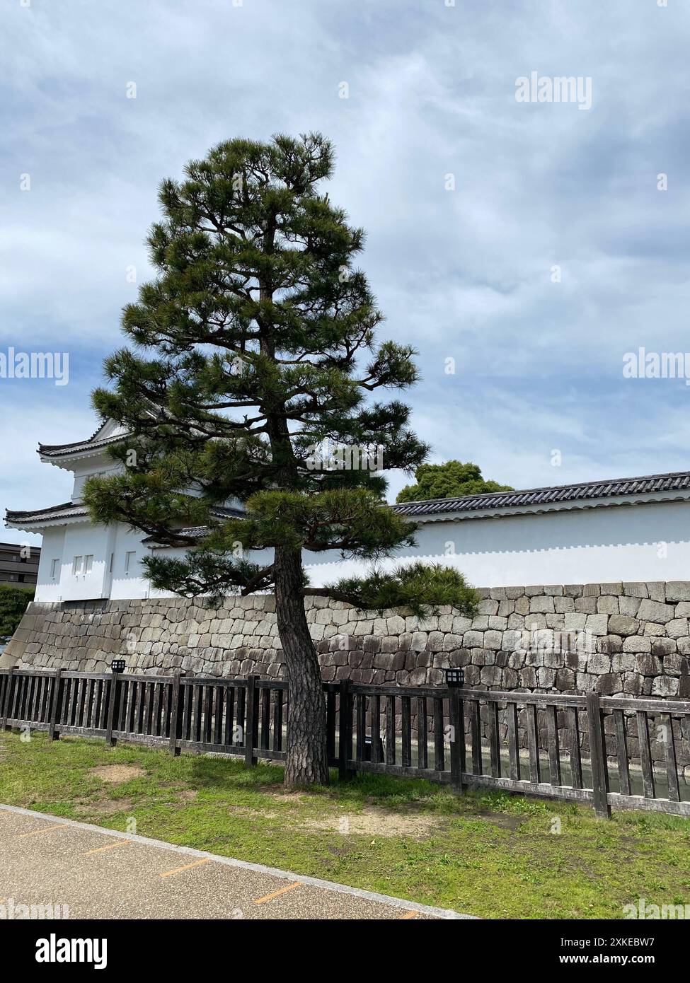 Foto einer Pinus thunbergii, einer Schwarzkiefer, einer japanischen Schwarzkiefer oder einer japanischen Kiefer in Motorikyu oder der Burg Moto-Rikyu Nijo in Kyoto, Japan. Stockfoto