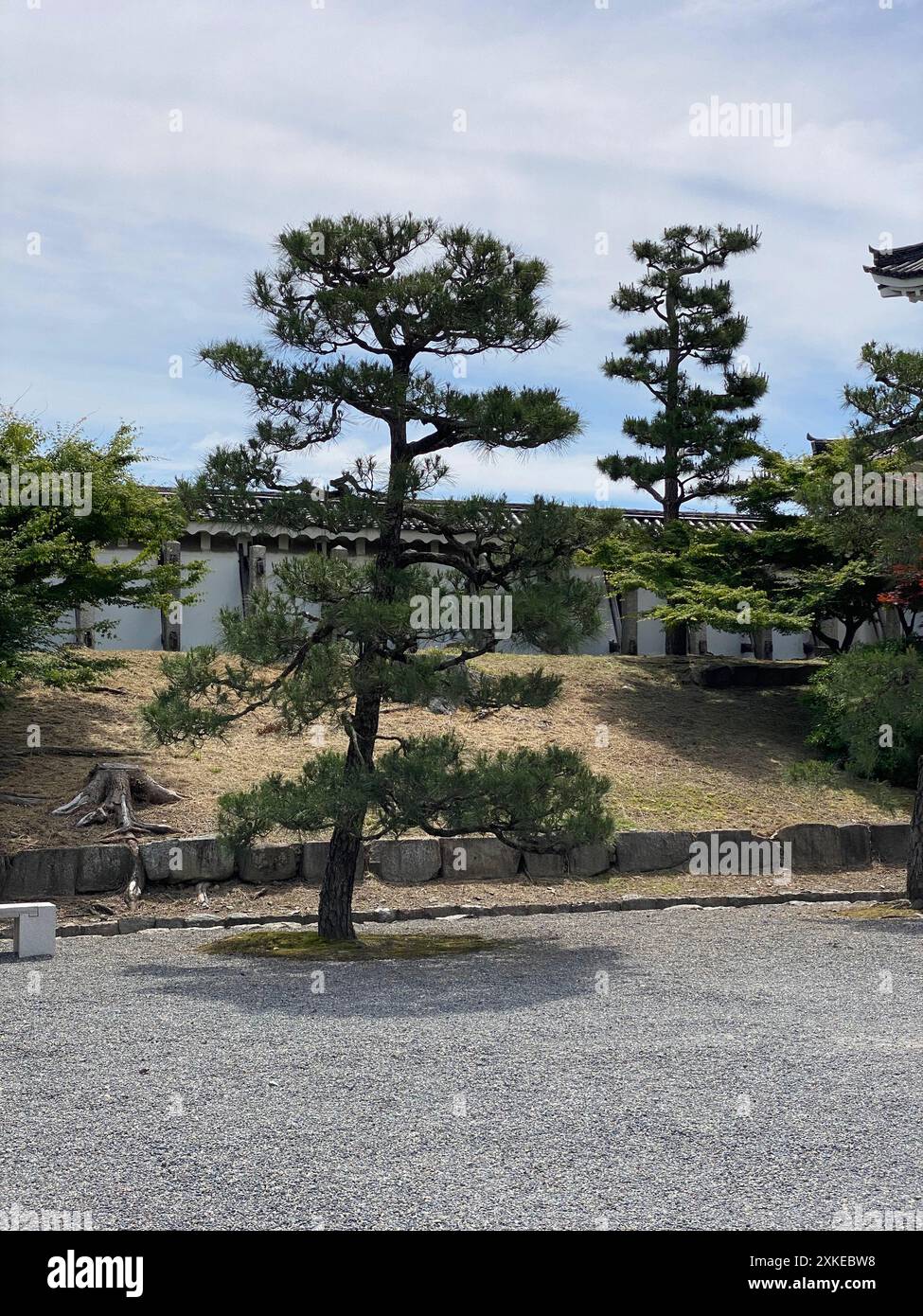 Foto einer Pinus thunbergii, einer Schwarzkiefer, einer japanischen Schwarzkiefer oder einer japanischen Kiefer in Motorikyu oder der Burg Moto-Rikyu Nijo in Kyoto, Japan. Stockfoto