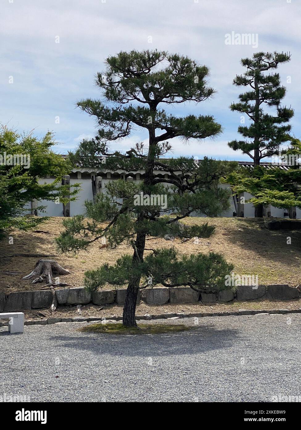 Foto einer Pinus thunbergii, einer Schwarzkiefer, einer japanischen Schwarzkiefer oder einer japanischen Kiefer in Motorikyu oder der Burg Moto-Rikyu Nijo in Kyoto, Japan. Stockfoto