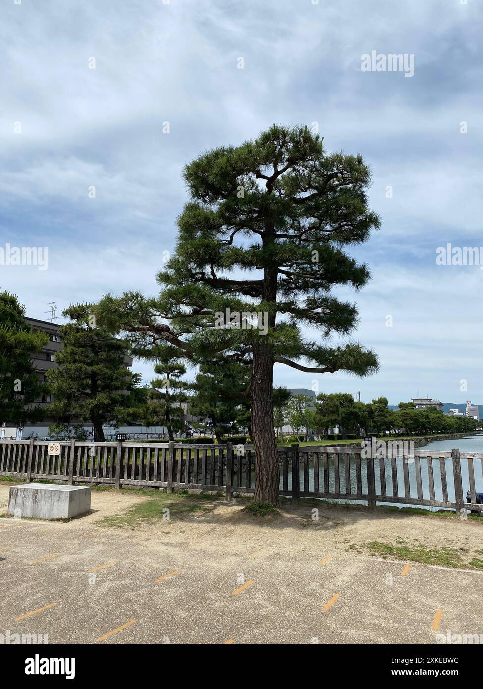 Foto einer Pinus thunbergii, einer Schwarzkiefer, einer japanischen Schwarzkiefer oder einer japanischen Kiefer in Motorikyu oder der Burg Moto-Rikyu Nijo in Kyoto, Japan. Stockfoto