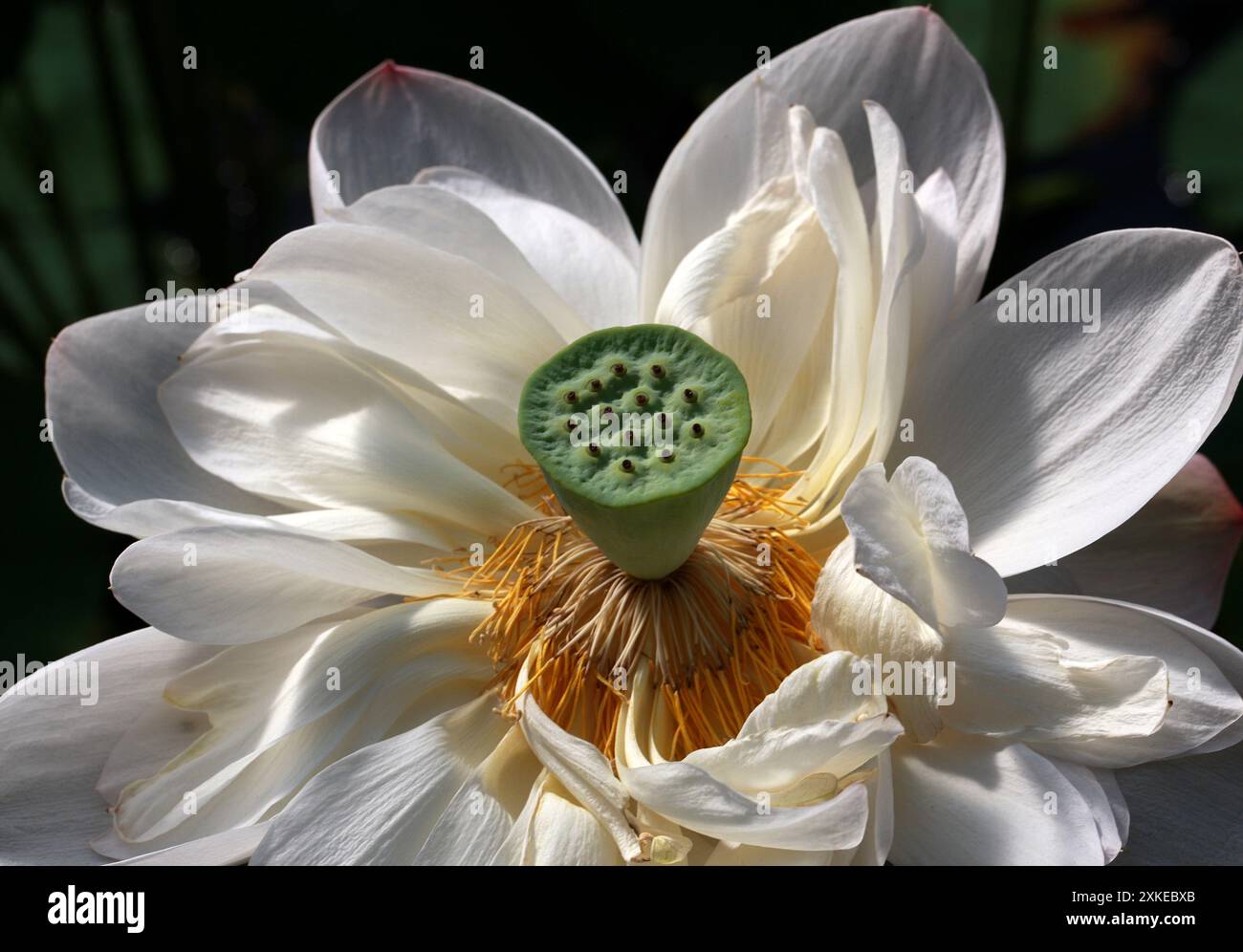 Indischer Lotus, Heiliger Lotus, Bohnen von Indien oder Heilige Wasserlilie, Nelumbo nucifera, Nelumbonaceae, syn. Nelumbium speciosum oder Nymphaea nelumbo. Stockfoto