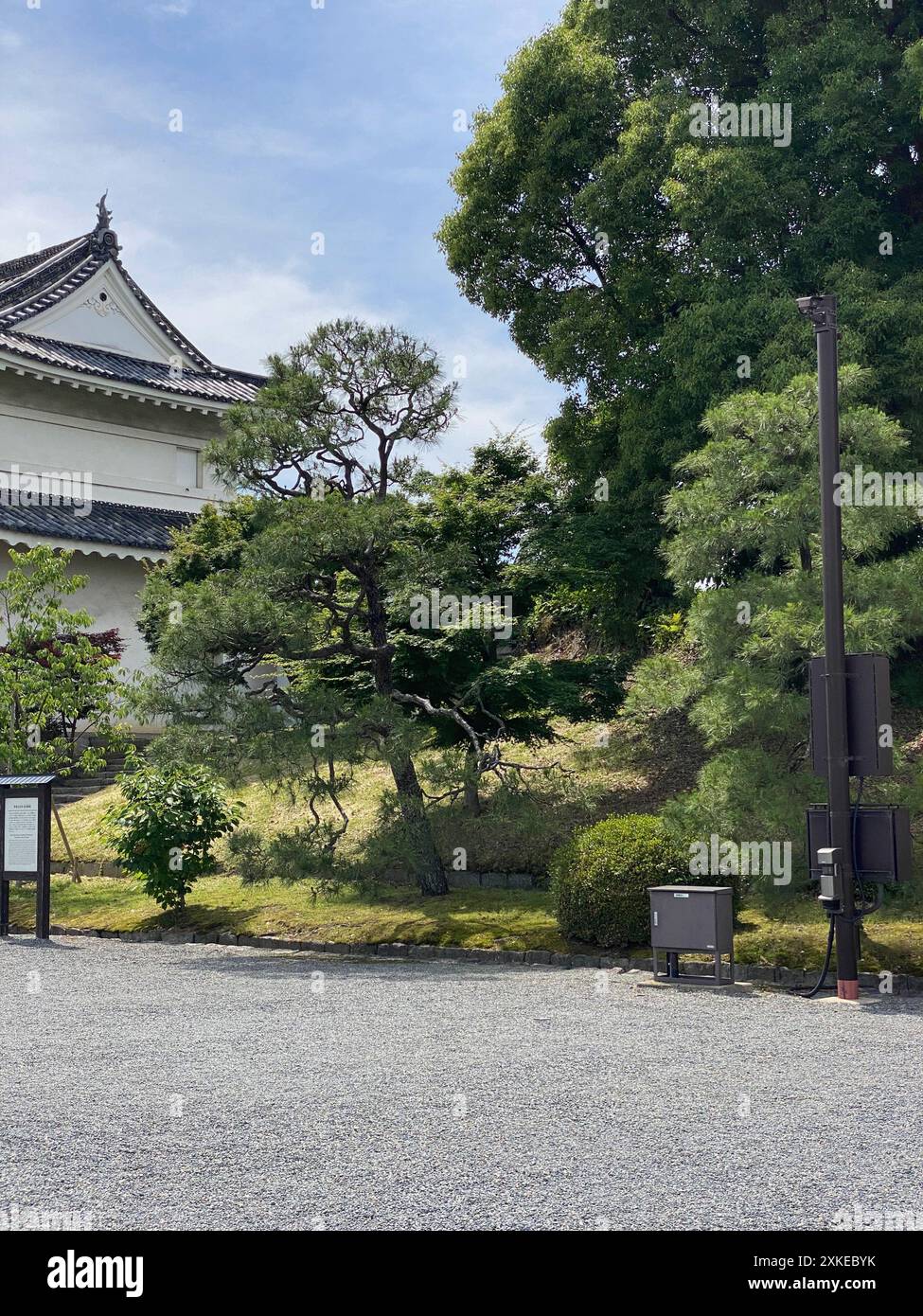 Foto einer Pinus thunbergii, einer Schwarzkiefer, einer japanischen Schwarzkiefer oder einer japanischen Kiefer in Motorikyu oder der Burg Moto-Rikyu Nijo in Kyoto, Japan. Stockfoto