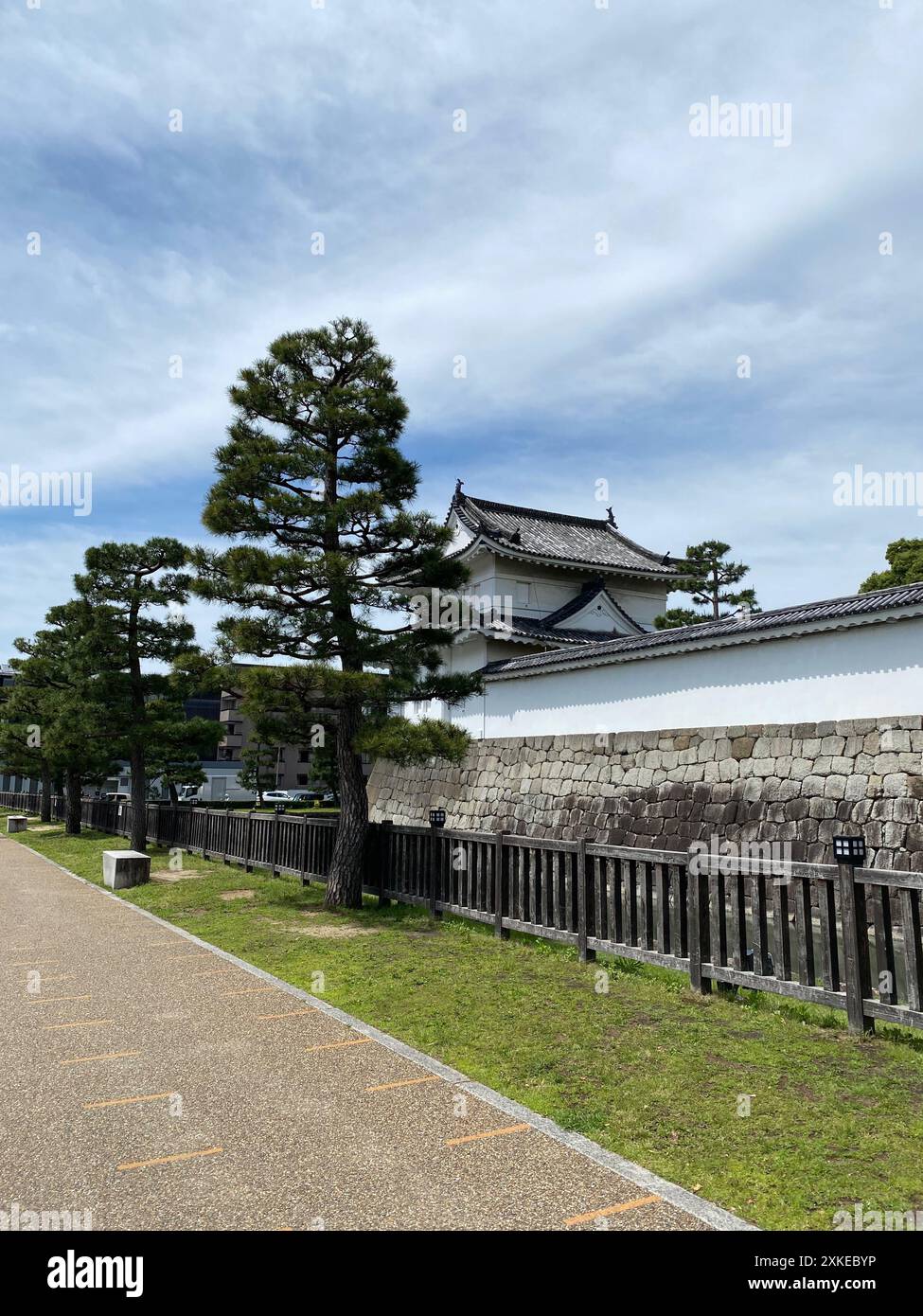 Foto einer Pinus thunbergii, einer Schwarzkiefer, einer japanischen Schwarzkiefer oder einer japanischen Kiefer in Motorikyu oder der Burg Moto-Rikyu Nijo in Kyoto, Japan. Stockfoto