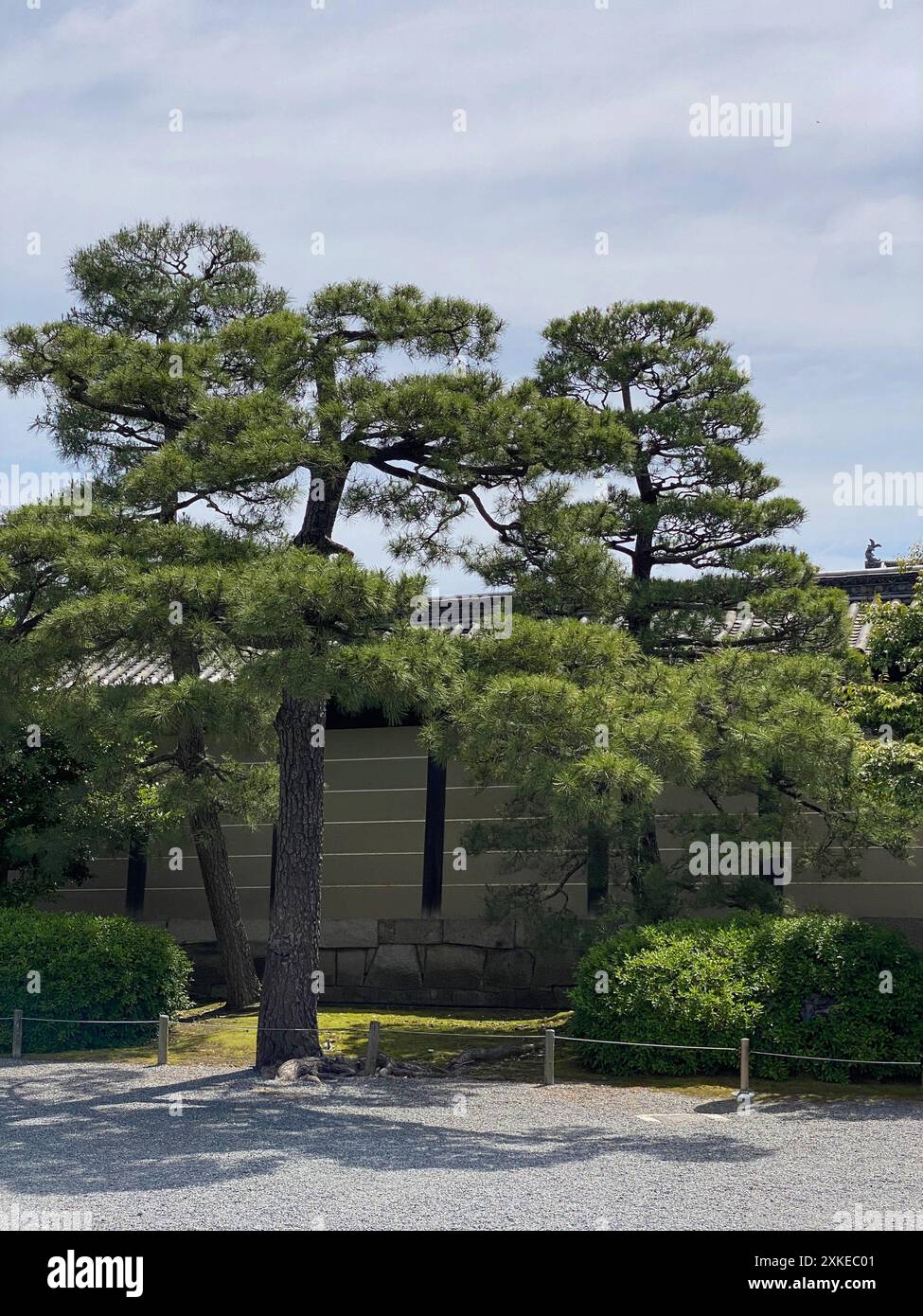 Foto einer Pinus thunbergii, einer Schwarzkiefer, einer japanischen Schwarzkiefer oder einer japanischen Kiefer in Motorikyu oder der Burg Moto-Rikyu Nijo in Kyoto, Japan. Stockfoto