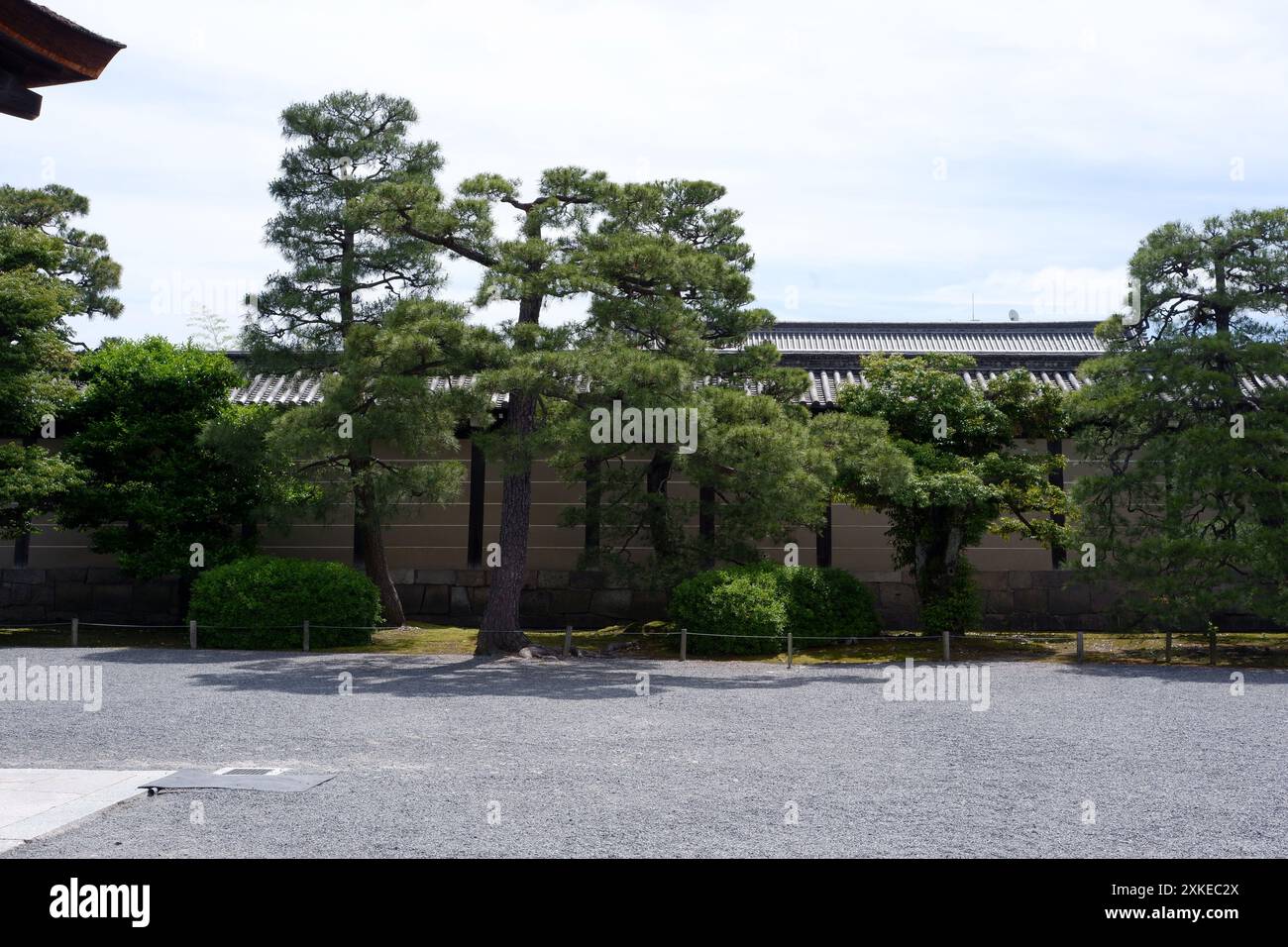 Foto einer Pinus thunbergii, einer Schwarzkiefer, einer japanischen Schwarzkiefer oder einer japanischen Kiefer in Motorikyu oder der Burg Moto-Rikyu Nijo in Kyoto, Japan. Stockfoto