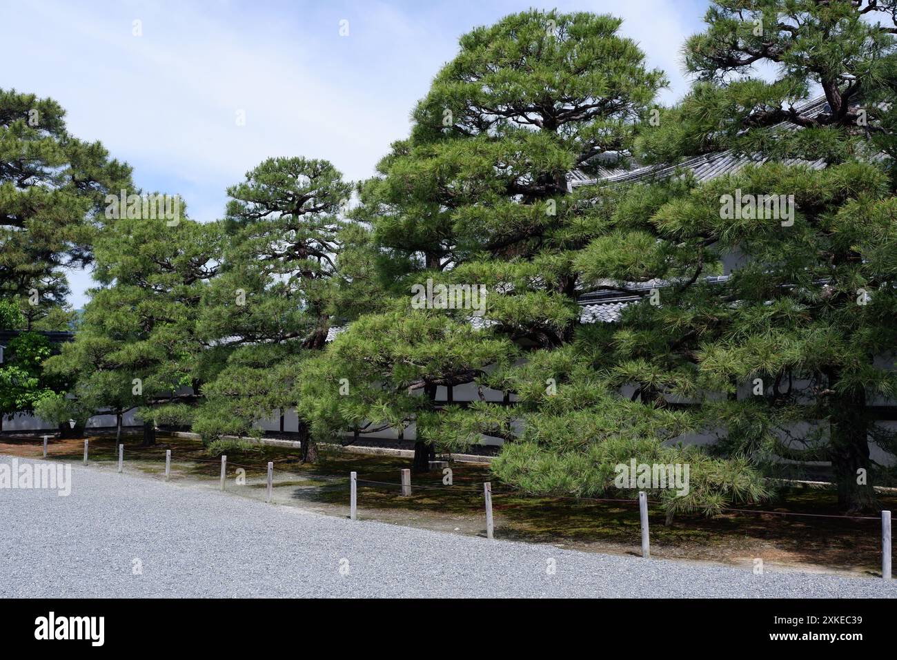 Foto einer Pinus thunbergii, einer Schwarzkiefer, einer japanischen Schwarzkiefer oder einer japanischen Kiefer in Motorikyu oder der Burg Moto-Rikyu Nijo in Kyoto, Japan. Stockfoto
