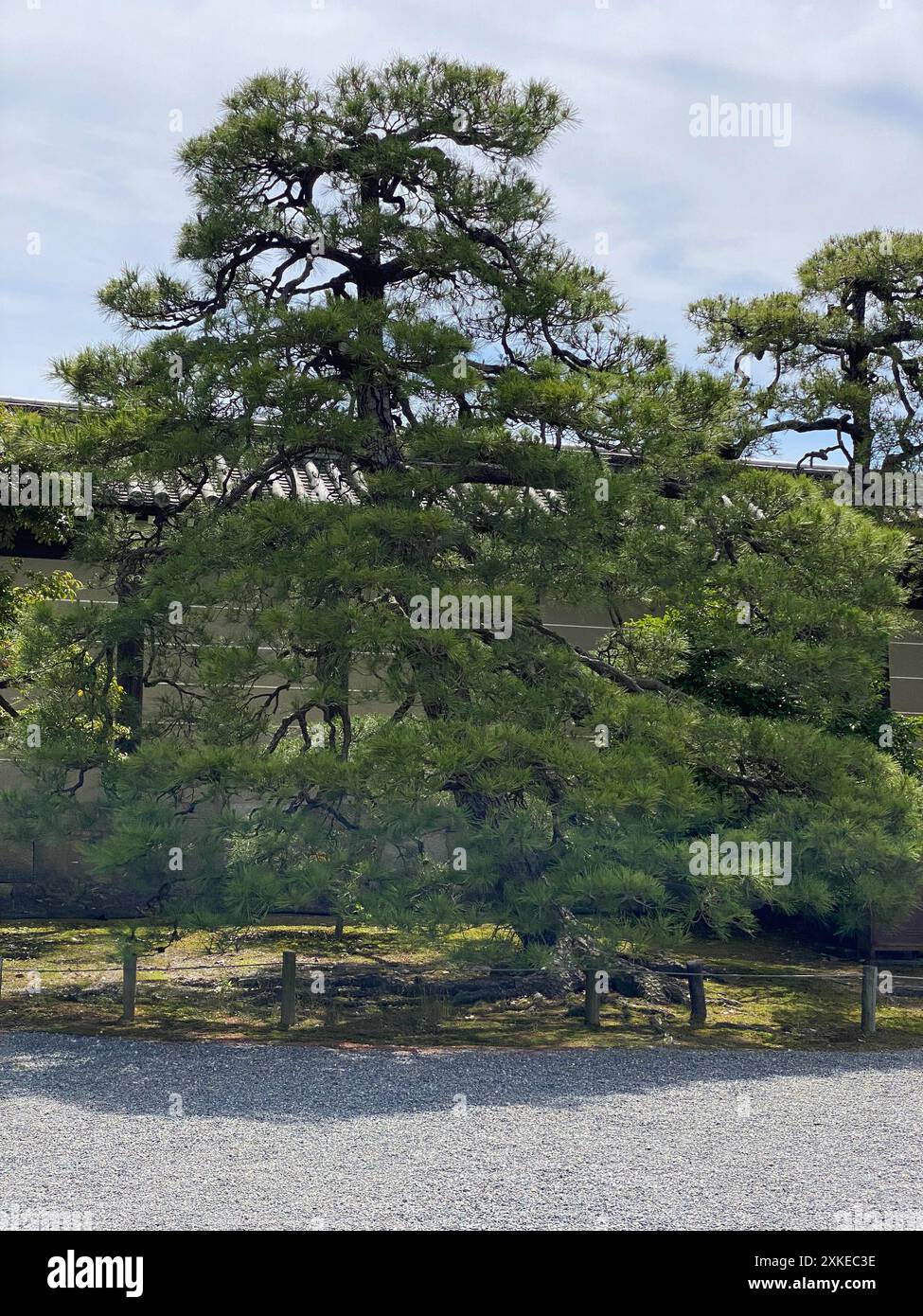 Foto einer Pinus thunbergii, einer Schwarzkiefer, einer japanischen Schwarzkiefer oder einer japanischen Kiefer in Motorikyu oder der Burg Moto-Rikyu Nijo in Kyoto, Japan. Stockfoto
