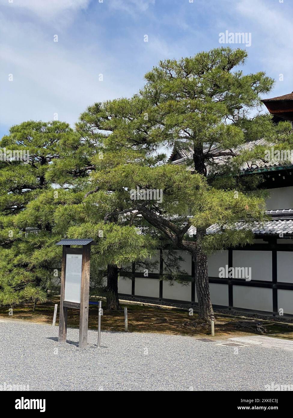 Foto einer Pinus thunbergii, einer Schwarzkiefer, einer japanischen Schwarzkiefer oder einer japanischen Kiefer in Motorikyu oder der Burg Moto-Rikyu Nijo in Kyoto, Japan. Stockfoto