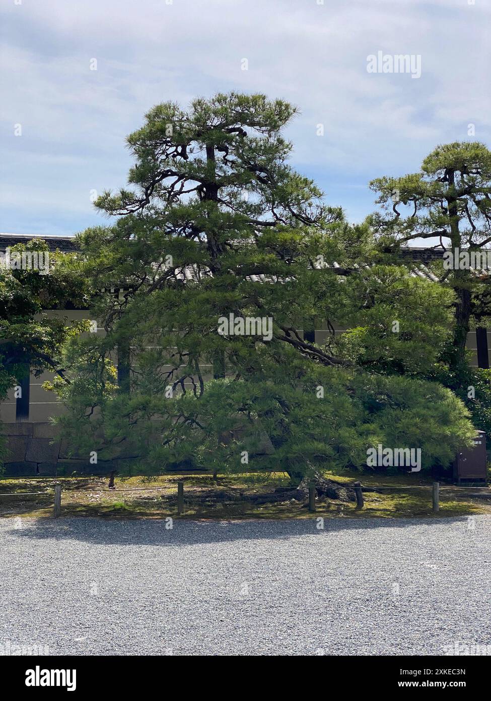 Foto einer Pinus thunbergii, einer Schwarzkiefer, einer japanischen Schwarzkiefer oder einer japanischen Kiefer in Motorikyu oder der Burg Moto-Rikyu Nijo in Kyoto, Japan. Stockfoto