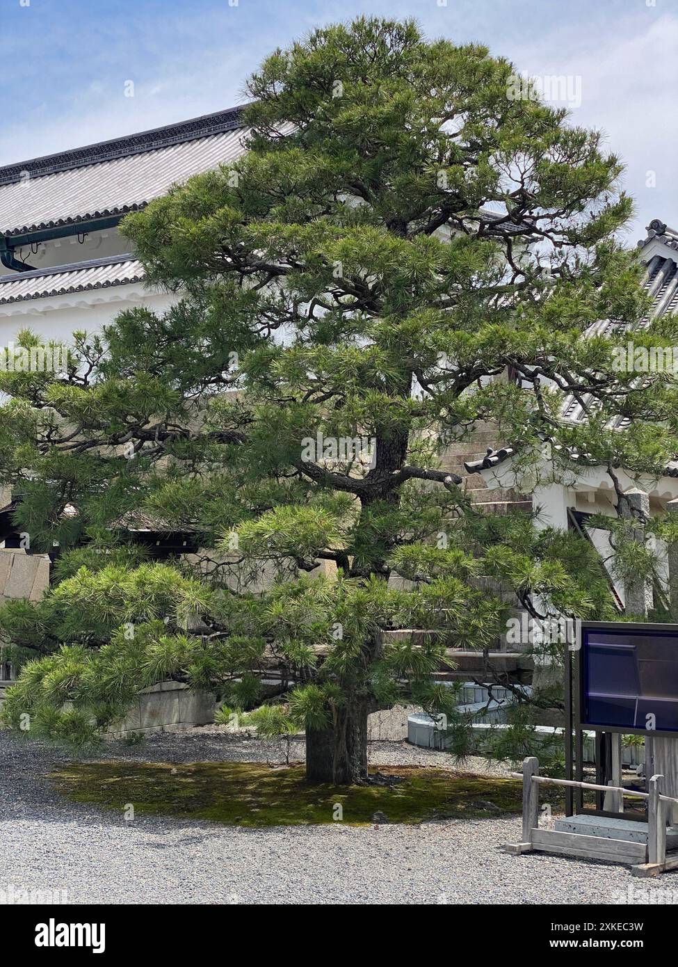 Foto einer Pinus thunbergii, einer Schwarzkiefer, einer japanischen Schwarzkiefer oder einer japanischen Kiefer in Motorikyu oder der Burg Moto-Rikyu Nijo in Kyoto, Japan. Stockfoto