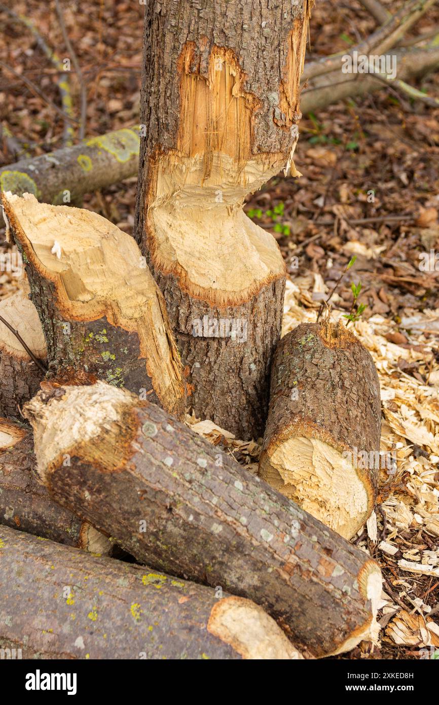 Zahnspuren, die von einem Biber hinterlassen wurden Stockfoto