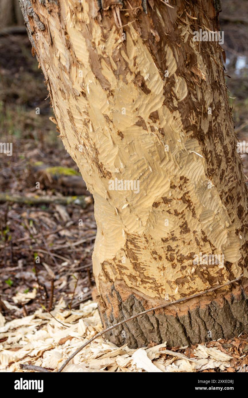 Zahnspuren, die von einem Biber hinterlassen wurden Stockfoto
