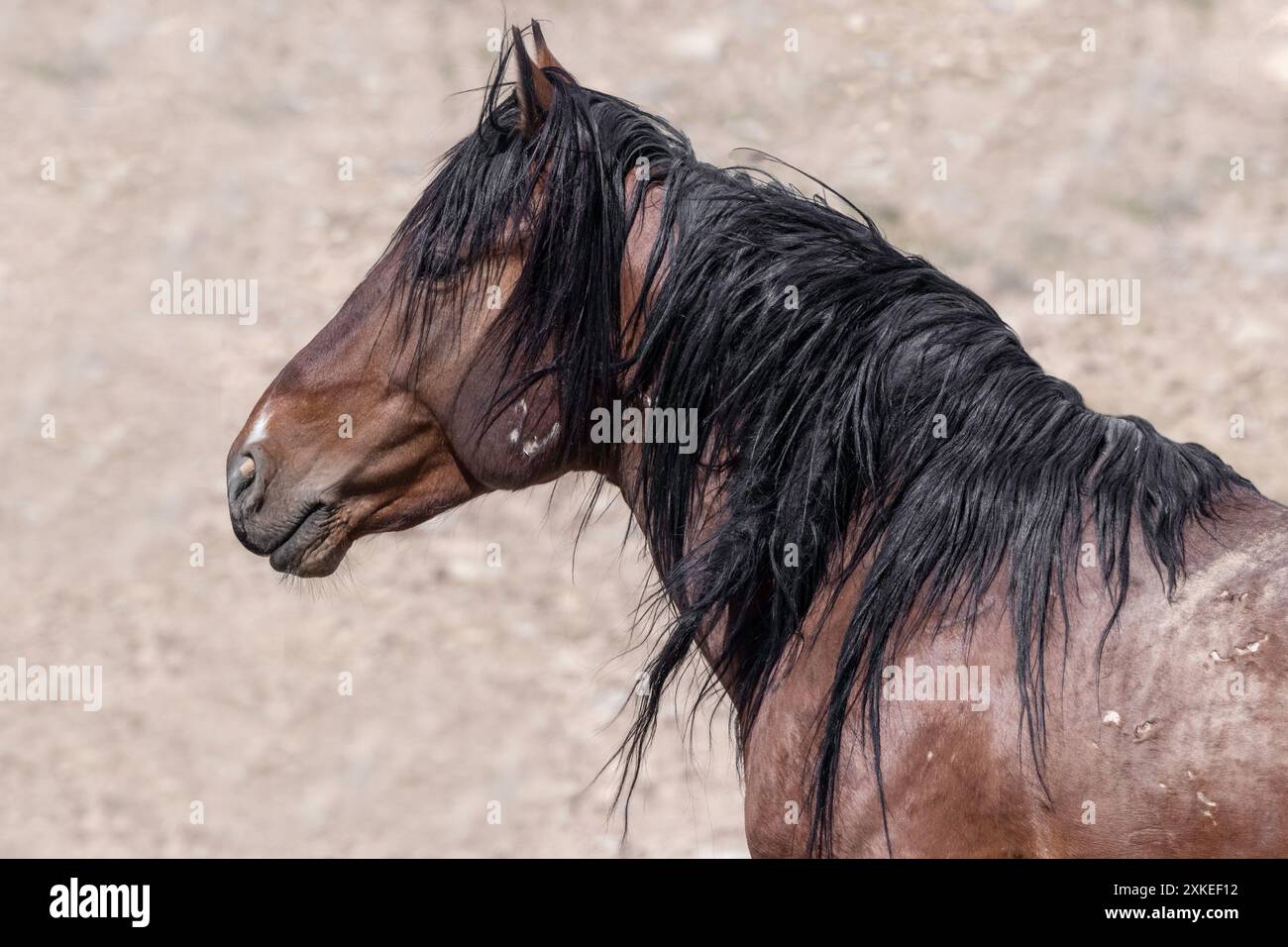 Die Wildpferdeherde des Onaqui Mountain hat eine leichte bis mittelschwere Struktur und ist in Farben wie Sauerampfer, roan, Buchleder, Schwarz, Palomino, und grau. Stockfoto