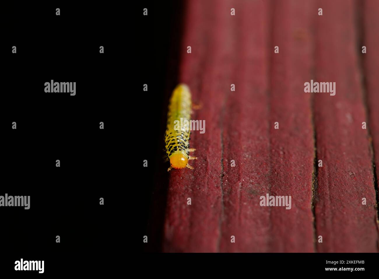 Eine Bergaschen-Sägefliege-Raupe, pristiphora geniculata, die entlang einer roten Holzplanke krabbelt Stockfoto