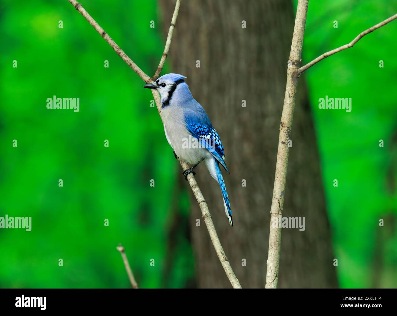 Ein blauer jay, der auf einem Baumschenkel vor der Kamera sitzt Stockfoto