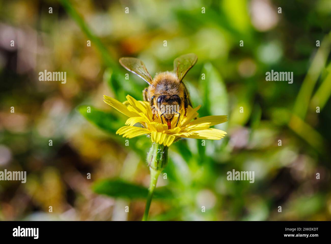 No Mow May: Eine Honigbiene (APIs mellifera) sammelt Pollen und Nektar auf einer gelben Katzenohrpflanze (Hypochaeris radicata), einem gewöhnlichen Gras, Surrey, Großbritannien Stockfoto