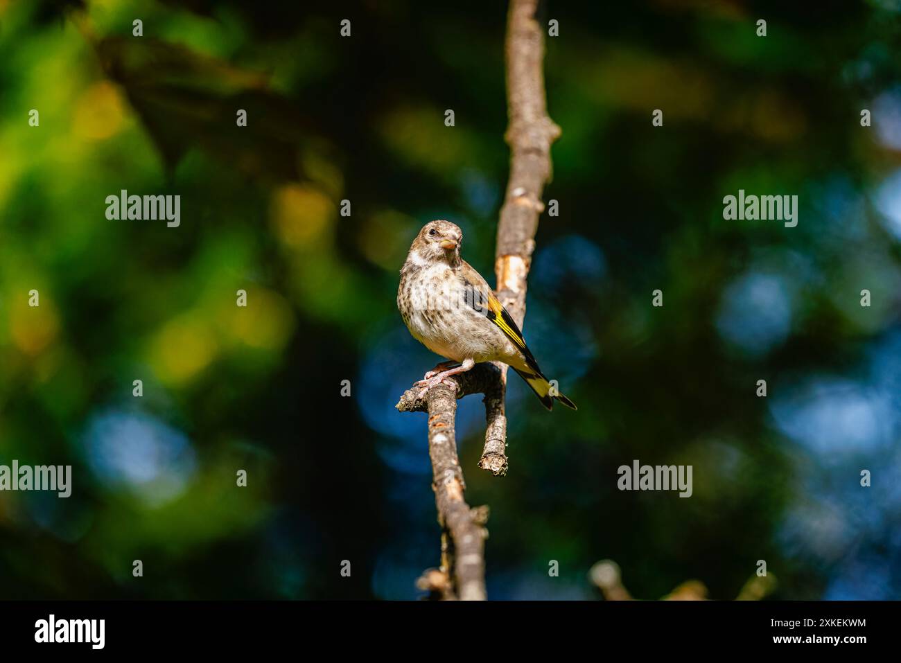 Ein Jugendlicher Carduelis carduelis, europäischer Goldfink, der im Frühjahr auf einem Zweig in einem Garten in Surrey, Südosten Englands, thront Stockfoto