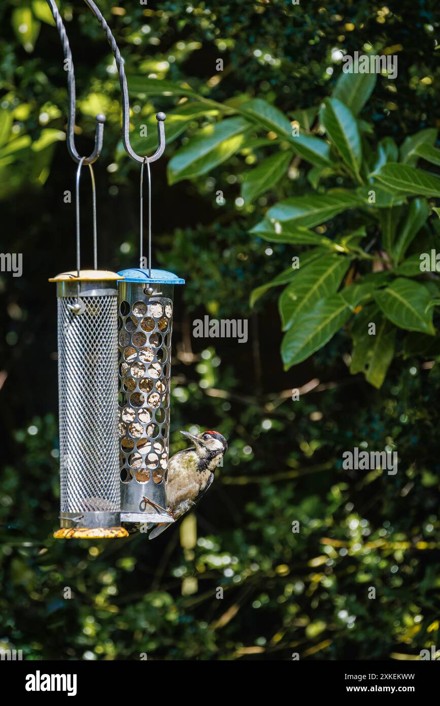 Ein junger Dendrocopos Major, Großspecht, ernährt sich im Sommer in einem Futterhäuschen in einem Garten in Surrey, Südosten Englands Stockfoto