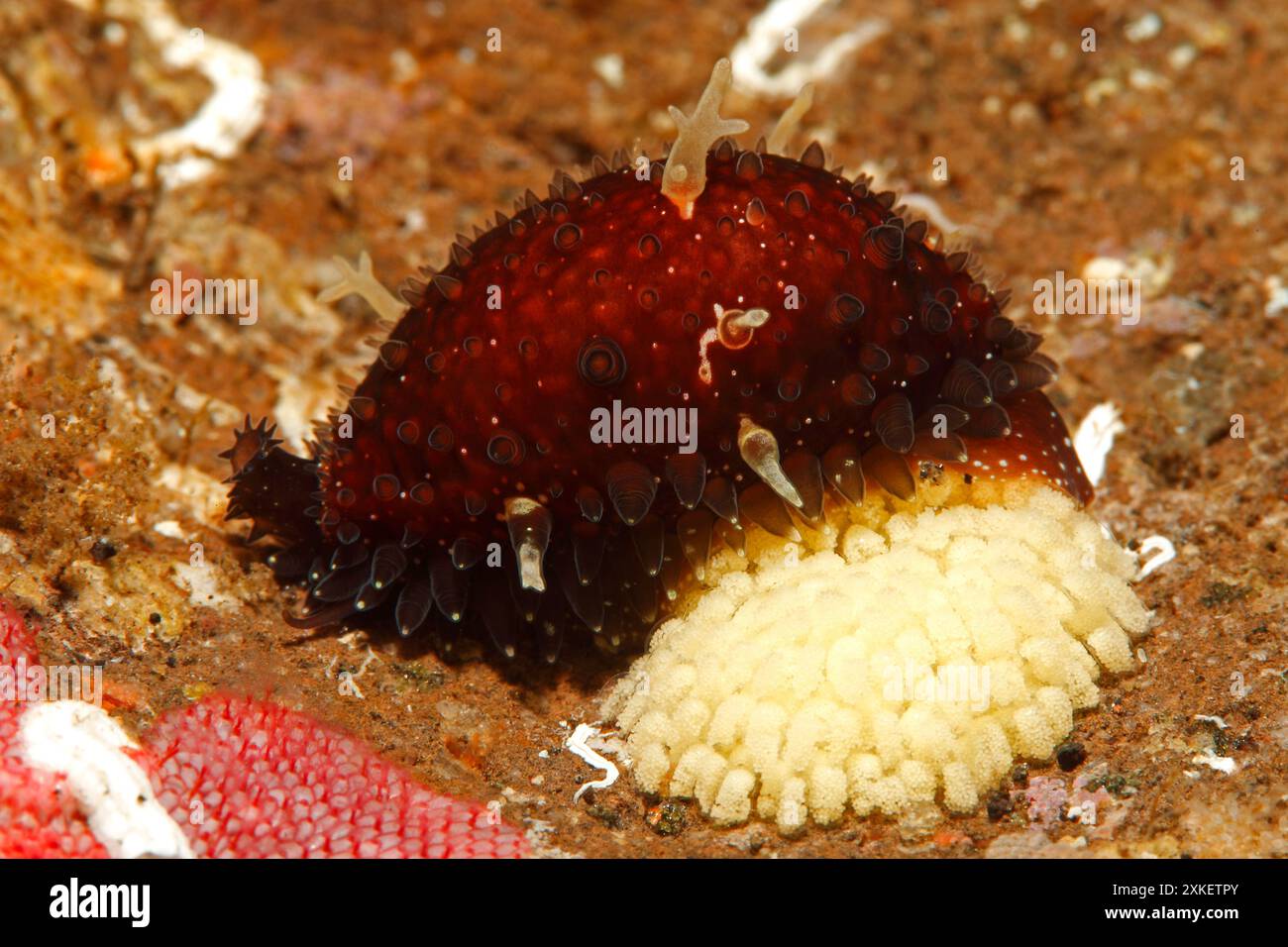 Trauben-Cowrie, Trauben-Cowrie, Stipple-Cowrie, Stippple-Cowrie, Stipple-Cowrie, die gestufte Kuh, Staphylaea staphylaea, sitzt auf ihren Eiern. Tulamben, Bali, Stockfoto