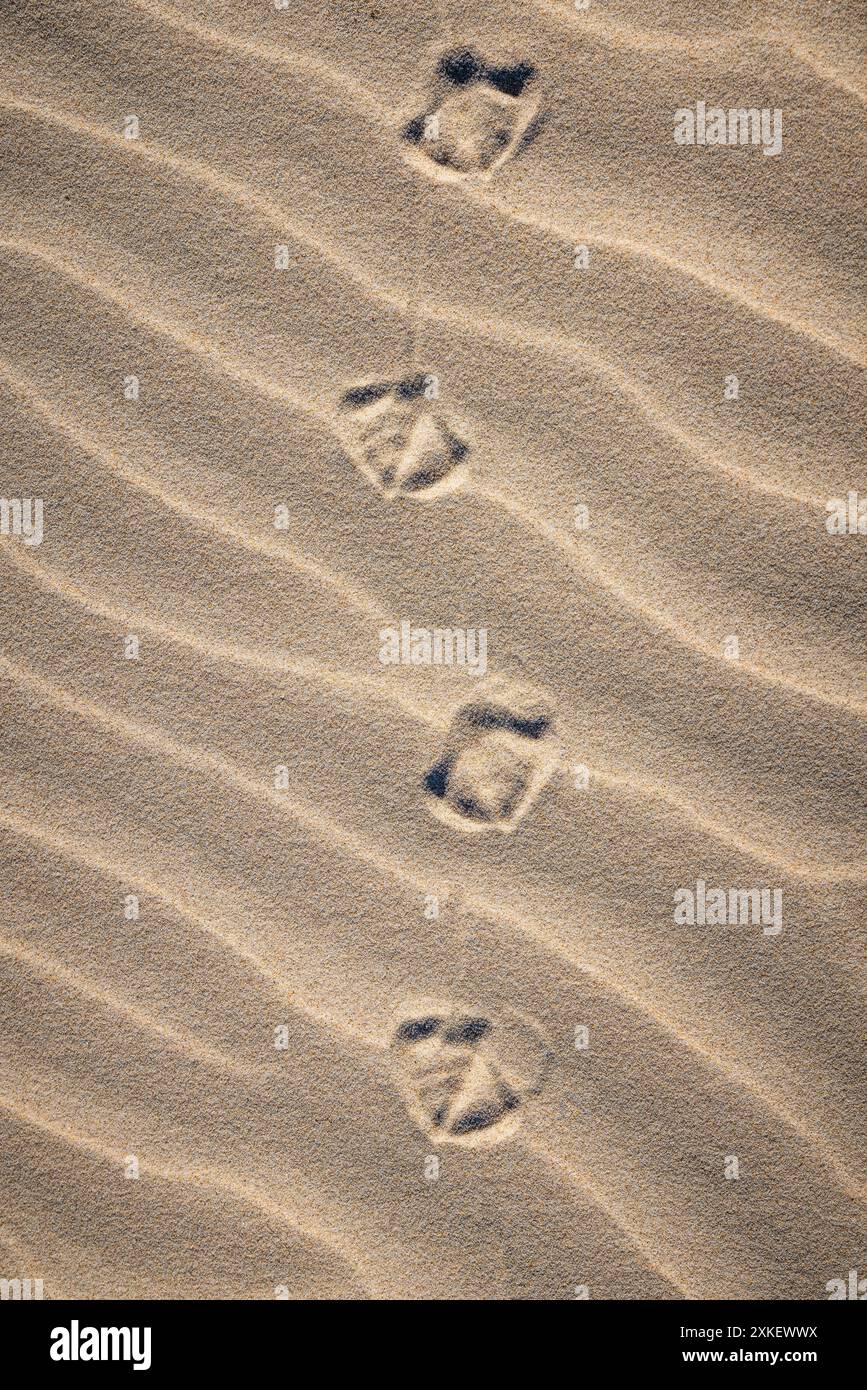 Webspuren eines Vogels im Sand im Surfers Paradise, Gold Coast, Australien Stockfoto