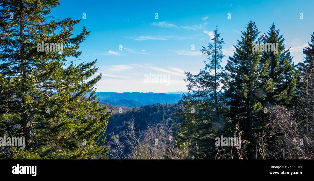 Blick auf die Smokey Mountains in der Ferne, zwischen immergrünen Bäumen, im späten Winter. Stockfoto