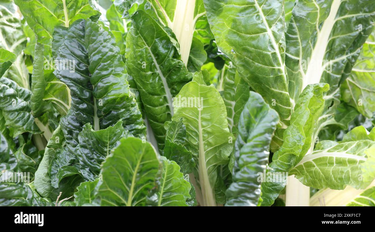 Große frische, hellgrüne, knusprige Spinat- oder Silberrübenblätter, die in einem Garten oder auf einem Bauernhof wachsen. Grünes Blattgemüse mit weißen Stielen. Gesunde Ernährung Stockfoto