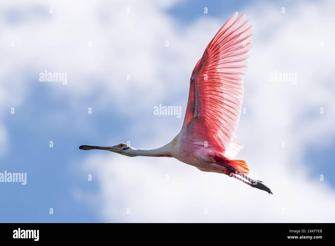 Rosenlöffelschnabel (Platalea ajaja) im Flug über Anastasia Island in St. Augustine, Florida. (USA) Stockfoto