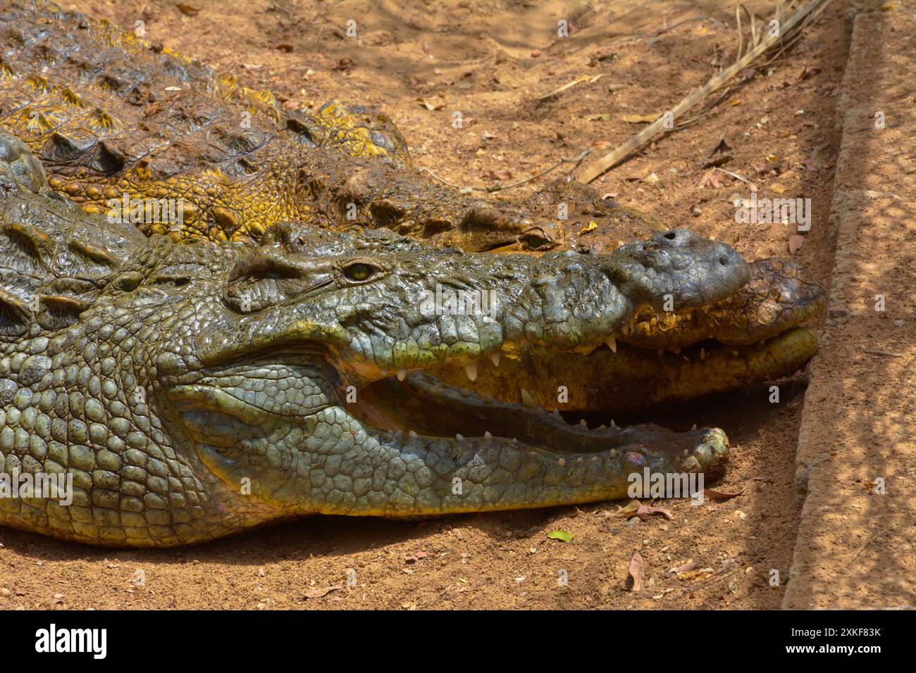 Krokodil Nahaufnahme Stockfoto