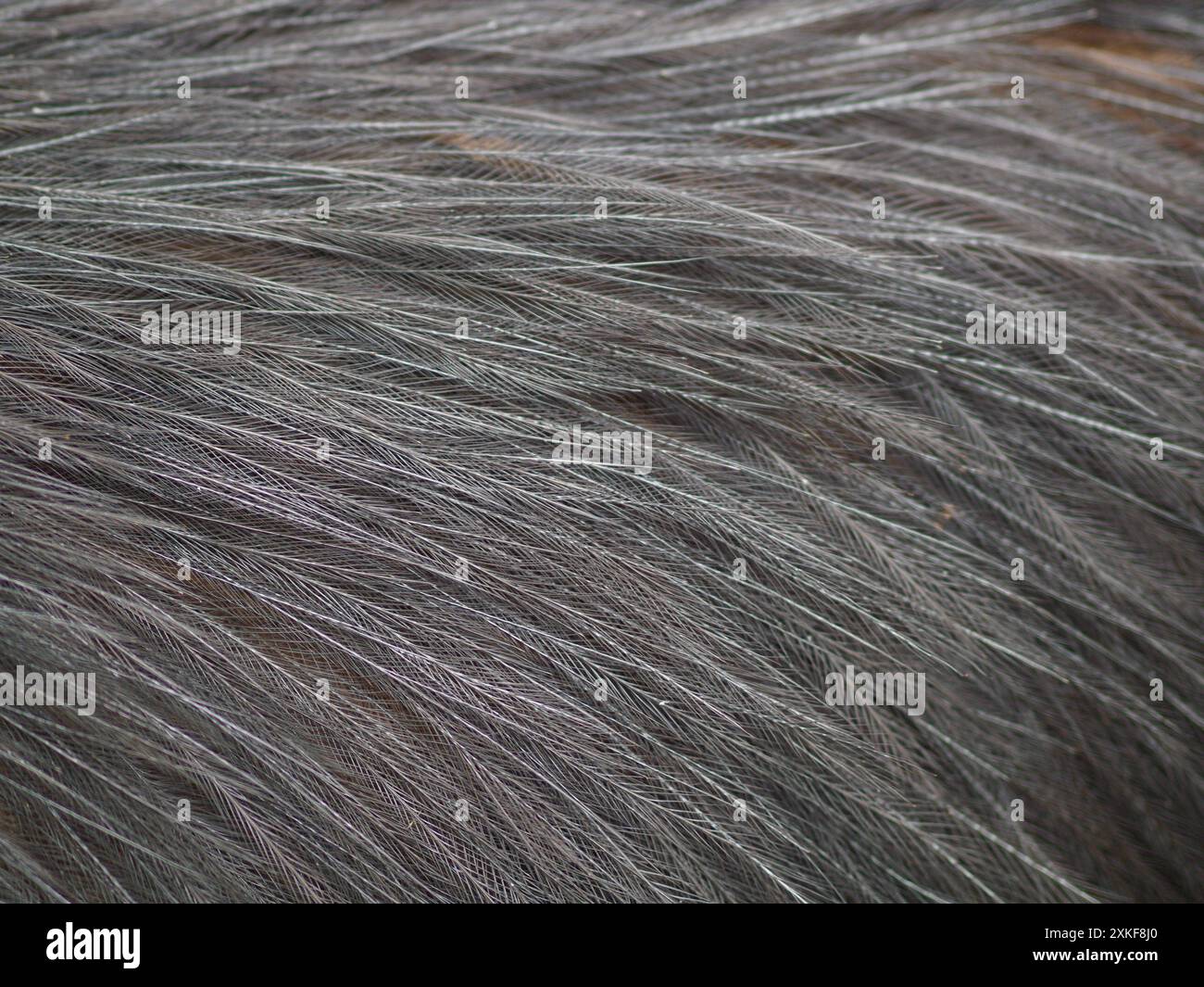 Sensationell weiche, seidige Emu-Federn mit feinem, glänzendem Detail. Stockfoto