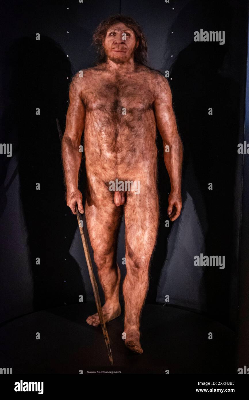 Homo heidelbergensis,Museo de la evolución humana, MEH, Burgos , Spanien. Stockfoto