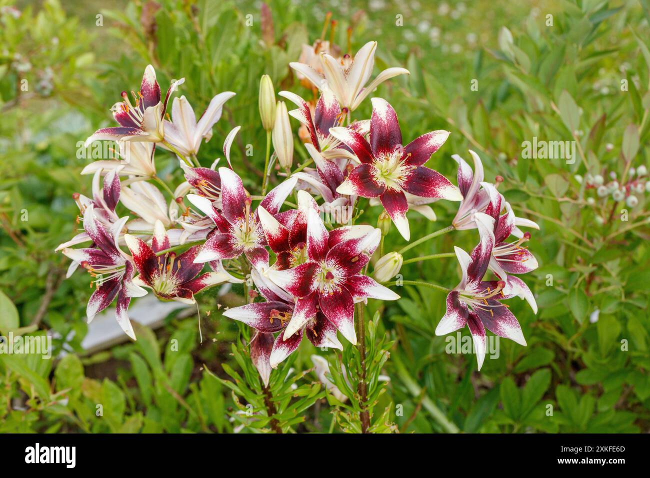 'Tango Cappuccino' Asiatische Lilie, Asiatisk lilja (Lilium asiatica) Stockfoto