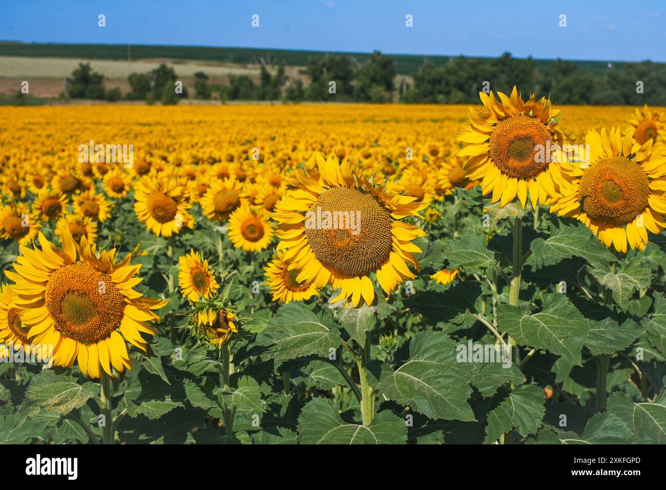 Sonnenblumen vor blauem Himmel. Ein großes Feld mit Sonnenblumen, Ackerland. Hochwertige Fotos Stockfoto