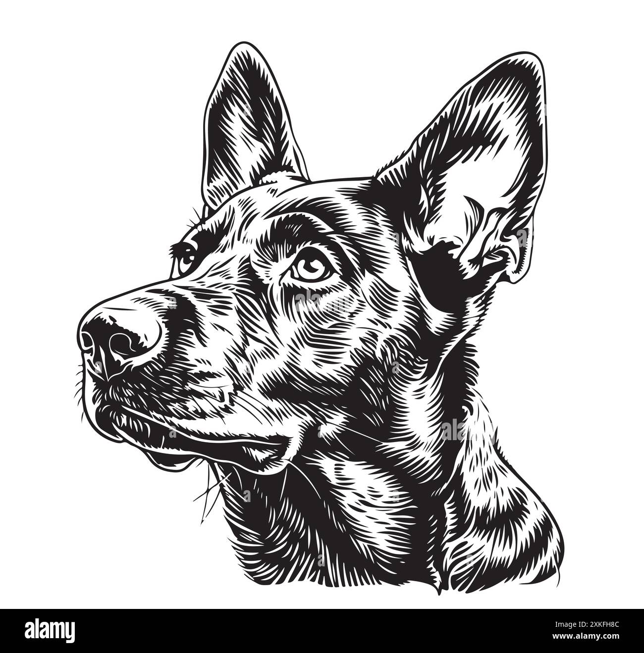 Australischer Kelpie-Hund mit schwarzer Kontur. Hundekopf Vorderansicht Vektorgrafik isoliert auf weißem Hintergrund. Für Dekor, Design, Druck, Poster, Stock Vektor