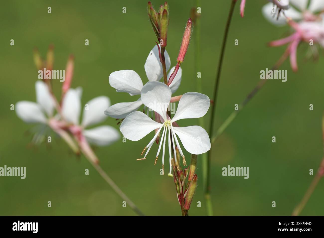 Nahaufblumen der weißen gaura (Gaura lindheimeri), Familie Onagraceae. Verblasster holländischer Garten. Sommer, Juli, Niederlande Stockfoto