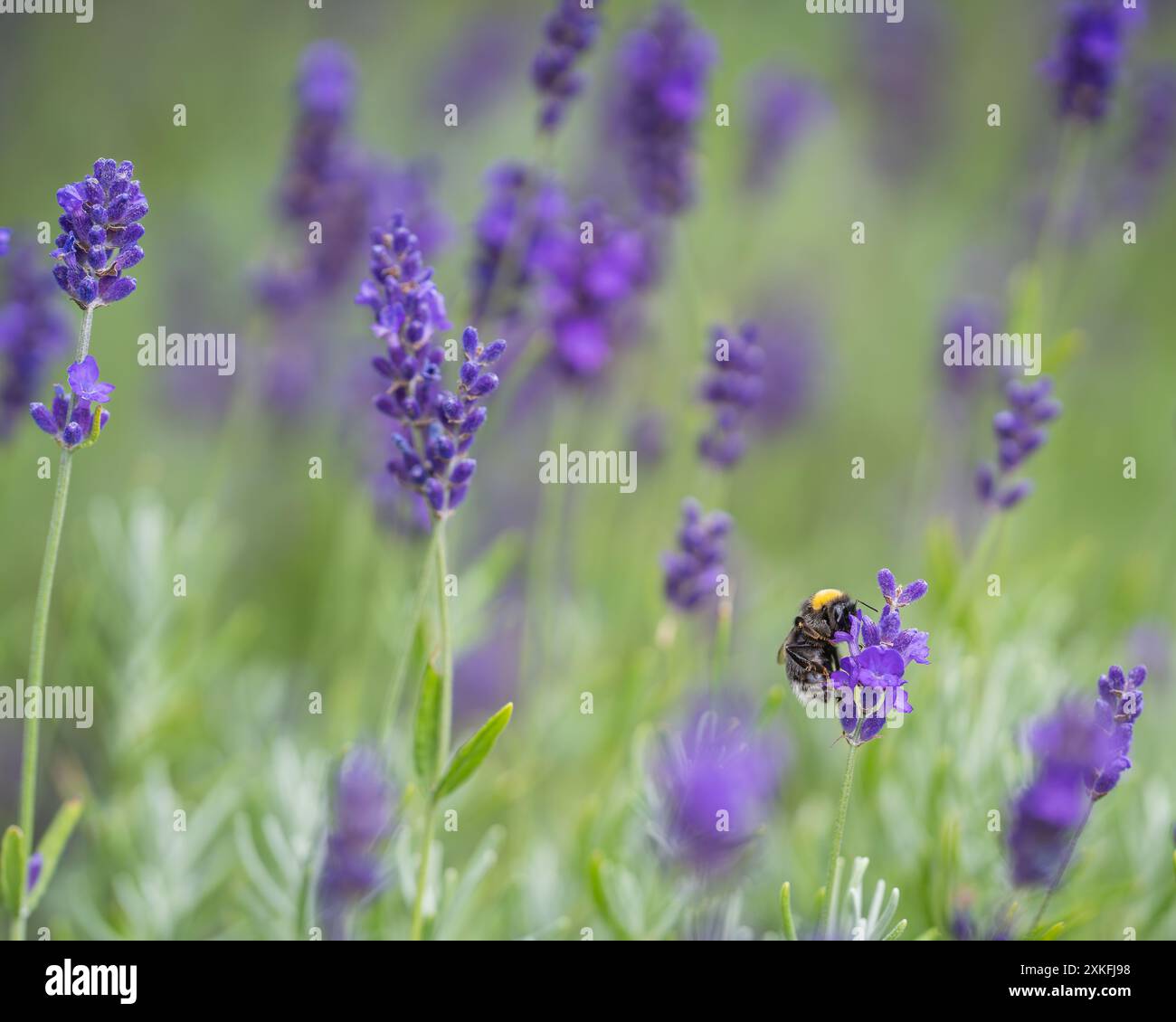 Hummel an Lavendelblüten (Lavandula) auf einem Feld. Nahaufnahme von Lavandula angustifolia Hidcote Blue. Hintergrundbild. Stockfoto