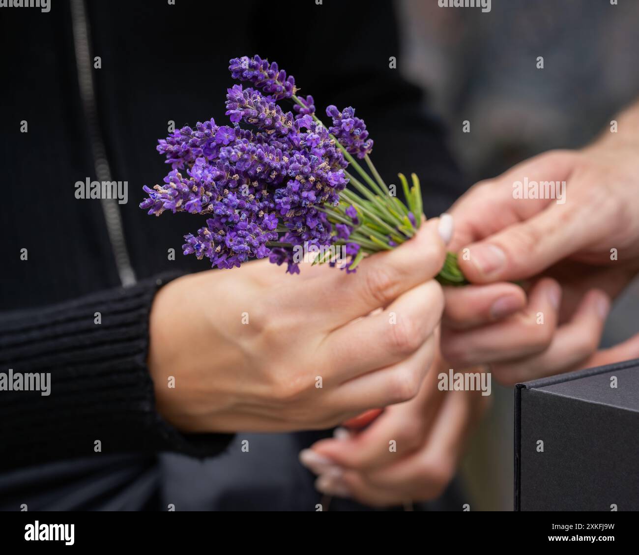 Ein Haufen Lavendel (Lavandula). Frauen- und Männerhände bereiten sich darauf vor, Lavendelblumen zu binden. Zusammen. Selektiver Fokus. Stockfoto