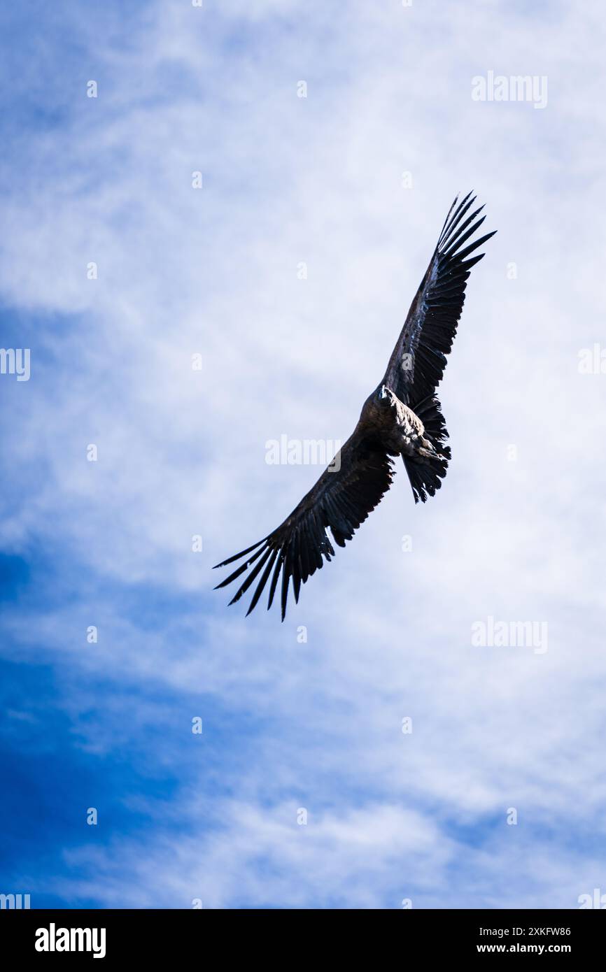 Kondore in Peru fliegen zu sehen Stockfoto