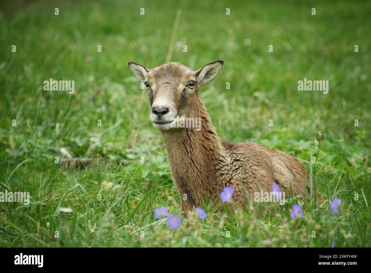 Porträt eines Mufflons in den purpurnen Blumen. Sie ist eine junge Frau Stockfoto