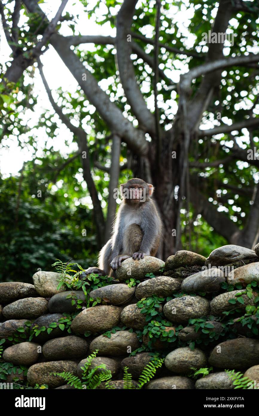 Moneky sitzt auf einer Steinmauer Stockfoto