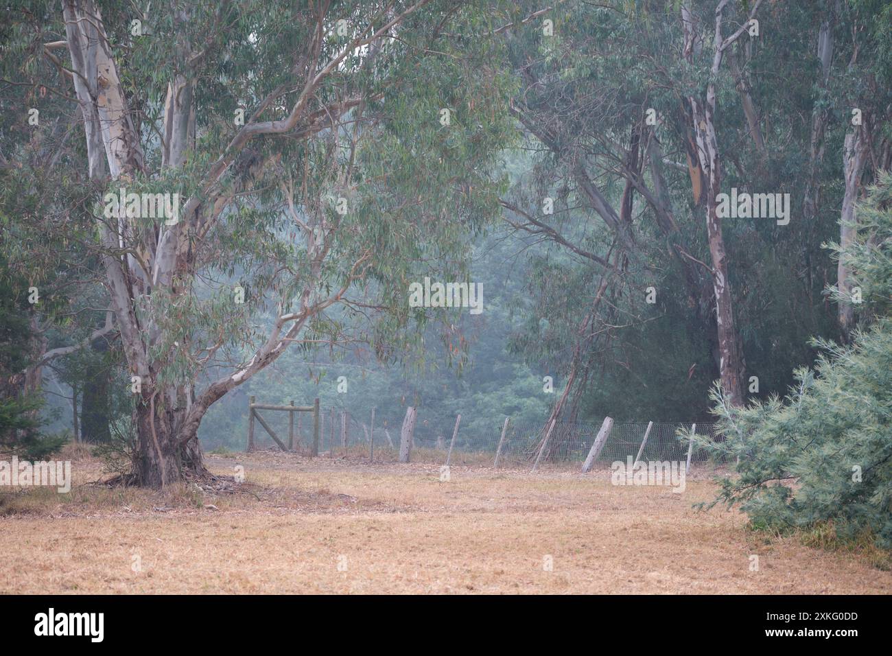 Eine Misty Morning Stockfoto