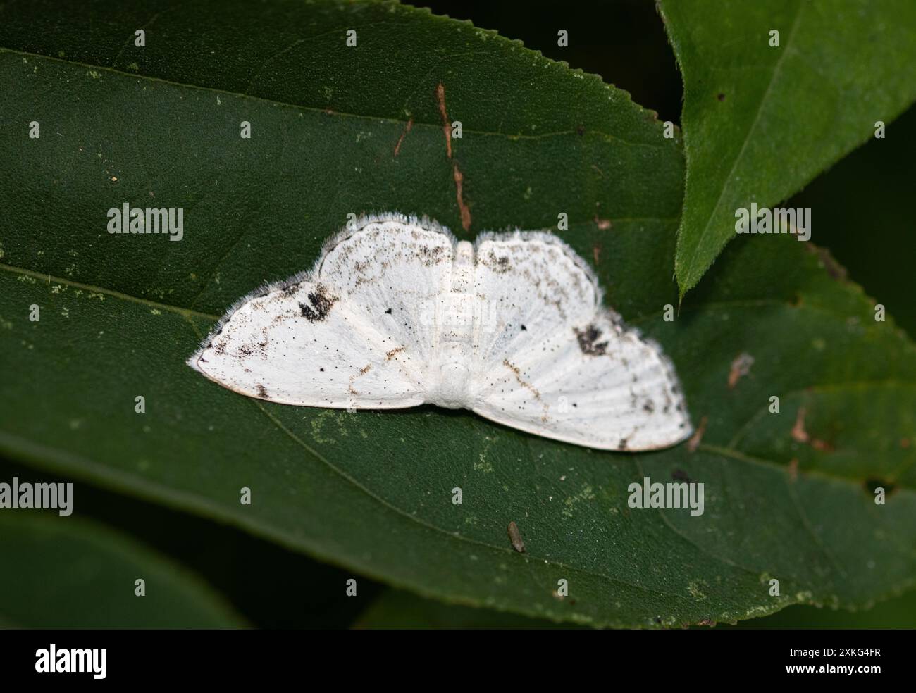 Die Blotch Wave ist eine Nachtmotte, die in Grasland und Savanne gefunden wird. Benannt nach den welligen Flügelmustern gehören sie zur Familie der Geometriden Motten Stockfoto