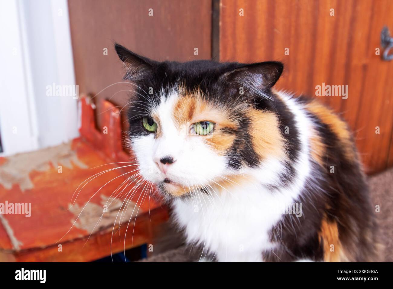 Eine wunderschöne Calico-Katze mit auffälligen grünen Augen blickt direkt in die Kamera und zeigt ihre atemberaubenden Funktionen und einzigartigen Farben Stockfoto