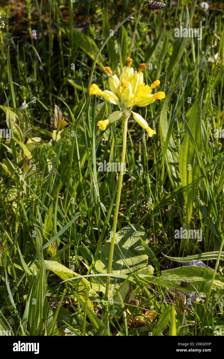 Der Cowslip ist eine Frühlingsblume aus Grasland und Heide. Sie sind eine wilde Primula und verleihen dem Frühlingswachstum Farbe Stockfoto