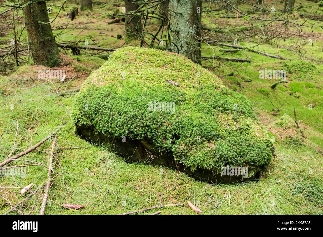 Moos im Fichtenwald, Deutschland Stockfoto