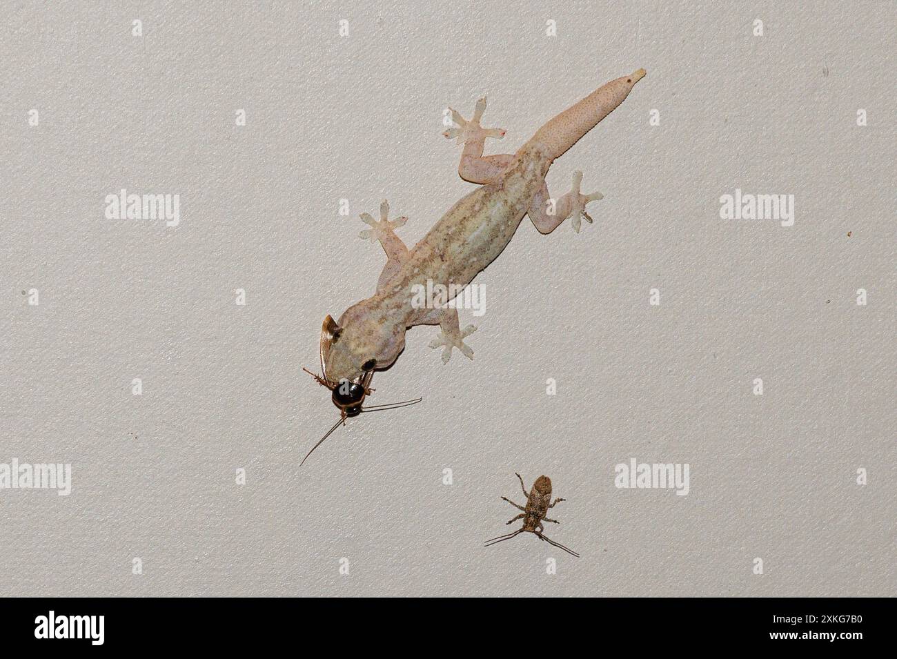 Asiatischer Blattzehengecko, asiatischer Hausgecko, Cheechak (Hemidactylus frenatus), isst kleine Kakerlake an der Hauswand unter Hausnummernlicht, USA, Stockfoto