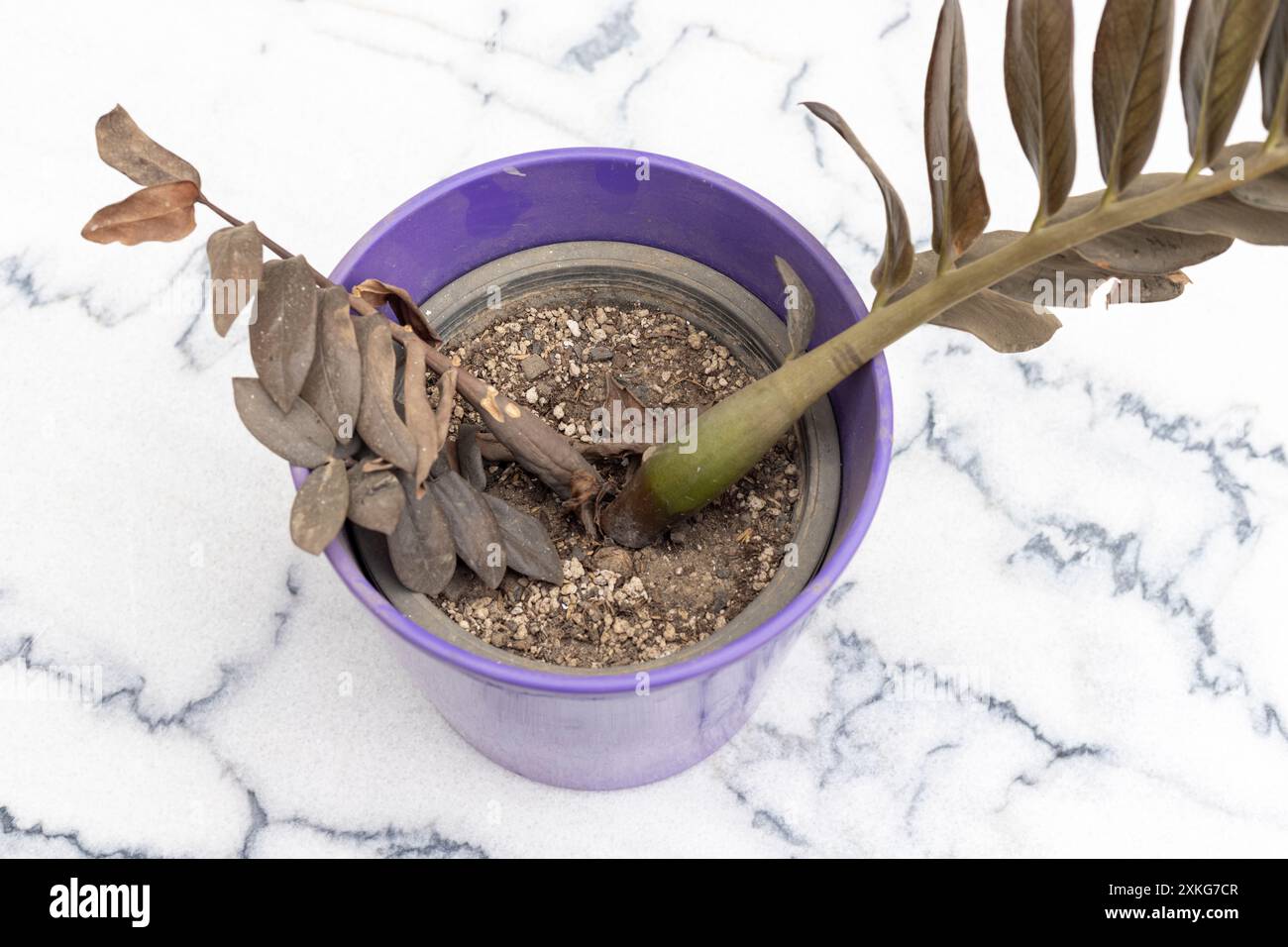 Zamioculcas Zamiifolia Pflanzenbasis verrotten in einem Topf Stockfoto