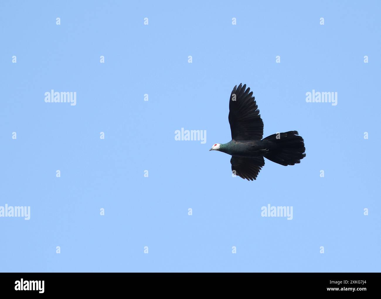 Weißtaube, Weißgesichtige Kuckuckstaube, Weißgesichtige Taube (Turacoena manadensis), im Flug, Indonesien, Sulawesi, Togische Inseln Stockfoto