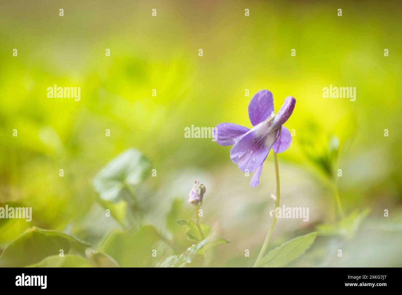Frühe Hundeviolette (Viola reichenbachiana), blühend auf Waldboden, Deutschland Stockfoto