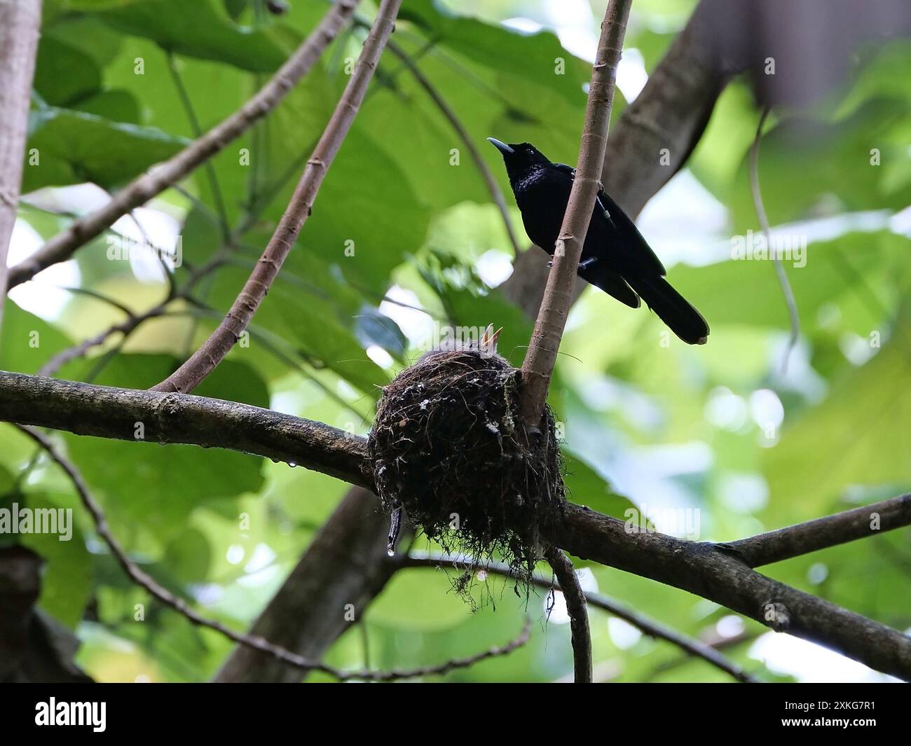 Großer Fliegenfänger, Fatuhiva Monarch, Fatu Hiva Monarch (Pomarea whitneyi), der auf einem Zweig am Nest mit bettelnden Küken thront, Französisch-Polynesien Stockfoto